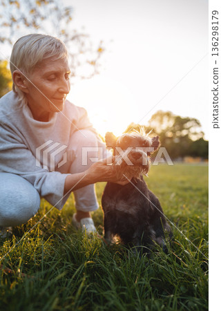 cheerful senior woman person hugging and kissing cute adorable miniature schnauzer dog, love of people and domestic animals cheerful senior woman person hugging and kissing cute adorable miniature schnauzer dog, love of people and domestic animals 136298179