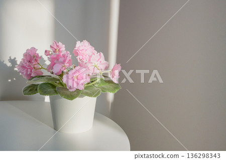 Blooming african violet sitting on white table bathed in warm morning light Blooming african violet sitting on white table bathed in warm morning light 136298343
