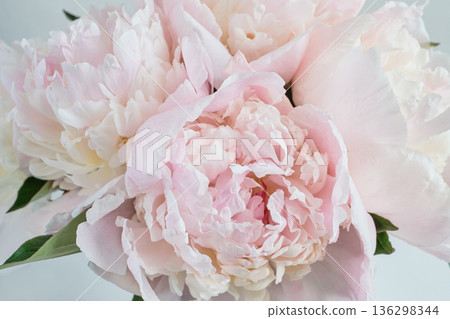 Delicate pink peony flowers showcasing soft petals and natural beauty 136298344