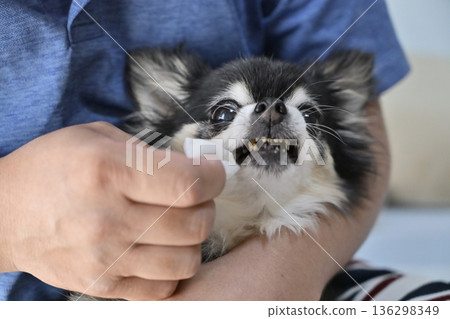 Man cleaning his dog's face, Chihuahua, tear stains, teeth brushing, ear cleaning Man cleaning his dog's face, Chihuahua, tear stains, teeth brushing, ear cleaning 136298349