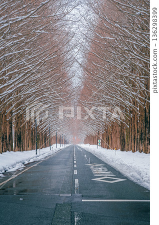 Snow scene of metasequoia trees in Shiga 136298399