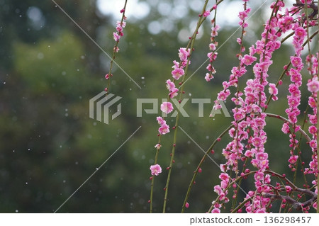 太宰府天滿宮的梅花 136298457