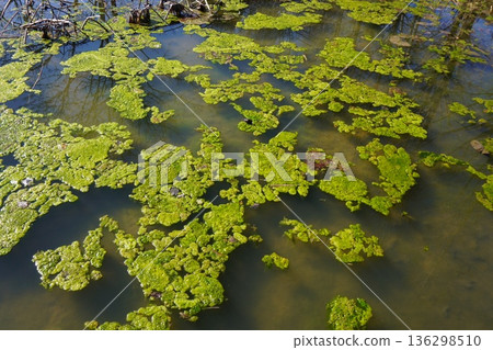 An example of Spirogyra overgrowth in a pond in winter An example of Spirogyra overgrowth in a pond in winter 136298510