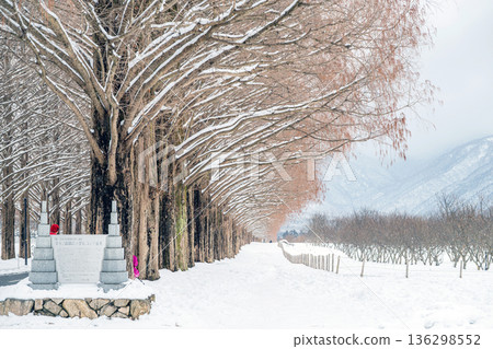 滋賀郡雪景中的水杉樹 滋賀郡雪景中的水杉樹 136298552