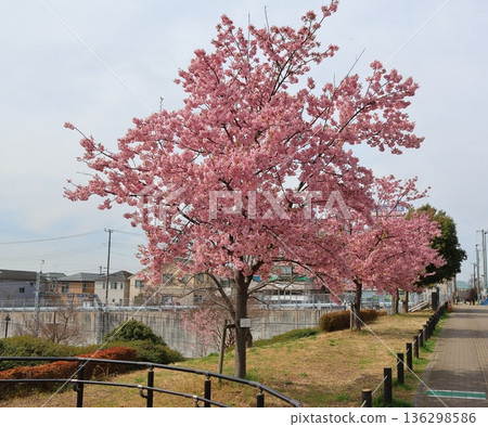 鐮谷市政府旁的新鐮谷二丁目公園的河津櫻花 鐮谷市政府旁的新鐮谷二丁目公園的河津櫻花 136298586