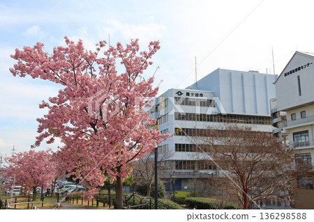 鐮谷市政府旁的新鐮谷二丁目公園的河津櫻花 鐮谷市政府旁的新鐮谷二丁目公園的河津櫻花 136298588