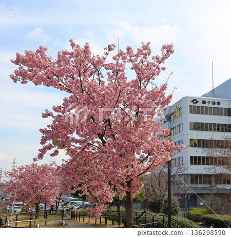 鐮谷市政府旁的新鐮谷二丁目公園的河津櫻花 鐮谷市政府旁的新鐮谷二丁目公園的河津櫻花 136298590