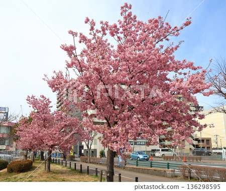鐮谷市政府旁的新鐮谷二丁目公園的河津櫻花 鐮谷市政府旁的新鐮谷二丁目公園的河津櫻花 136298595