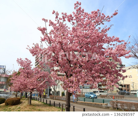 鐮谷市政府旁的新鐮谷二丁目公園的河津櫻花 鐮谷市政府旁的新鐮谷二丁目公園的河津櫻花 136298597