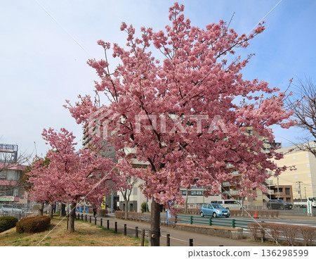 鐮谷市政府旁的新鐮谷二丁目公園的河津櫻花 鐮谷市政府旁的新鐮谷二丁目公園的河津櫻花 136298599