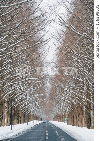 滋賀郡雪景中的水杉樹 136298635