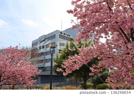 河津櫻花 河津櫻花 河津櫻花 新鐮谷二丁目公園（鄰近鐮谷市政府） 136298654