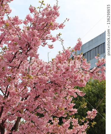 河津櫻花 河津櫻花 河津櫻花 新鐮谷二丁目公園（鄰近鐮谷市政府） 136298655