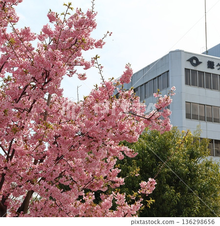 河津櫻花 河津櫻花 河津櫻花 新鐮谷二丁目公園(鄰近鐮谷市政府) 河津櫻花 河津櫻花 河津櫻花 新鐮谷二丁目公園(鄰近鐮谷市政府) 136298656