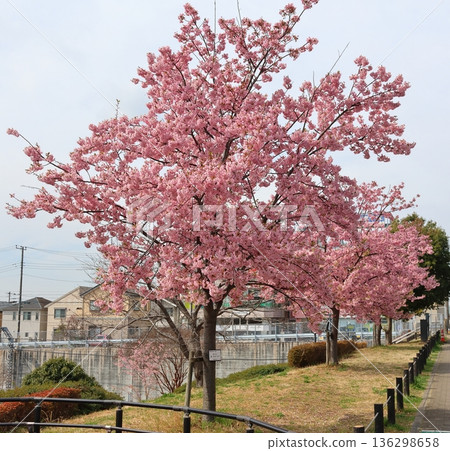 河津櫻花 河津櫻花 河津櫻花 新鐮谷二丁目公園（鄰近鐮谷市政府） 136298658