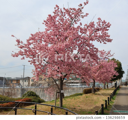 河津櫻花 河津櫻花 河津櫻花 新鐮谷二丁目公園（鄰近鐮谷市政府） 136298659