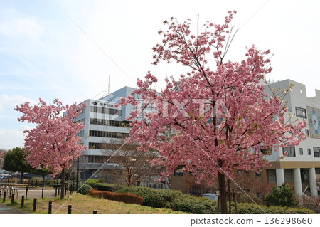 河津櫻花 河津櫻花 河津櫻花 新鐮谷二丁目公園（鄰近鐮谷市政府） 136298660