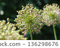Allium balls in the garden, flowering onion, close-up 136298676