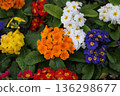 Primula mix colors. Primula (Primrose) mix coloured plants on the garden 136298677