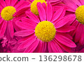 Beautiful crimson Pyrethrum flowers, close-up 136298678