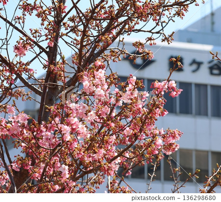 河津櫻花 河津櫻花 河津櫻花 新鐮谷二丁目公園（鄰近鐮谷市政府） 136298680
