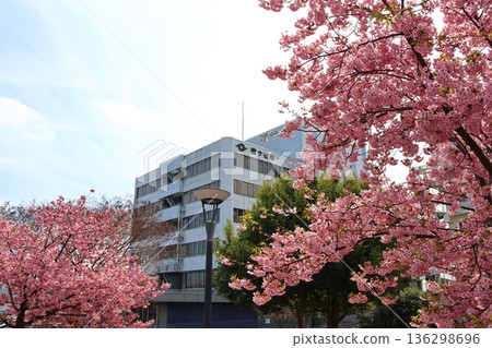河津櫻花 河津櫻花 河津櫻花 新鐮谷二丁目公園(鄰近鐮谷市政府) 河津櫻花 河津櫻花 河津櫻花 新鐮谷二丁目公園(鄰近鐮谷市政府) 136298696