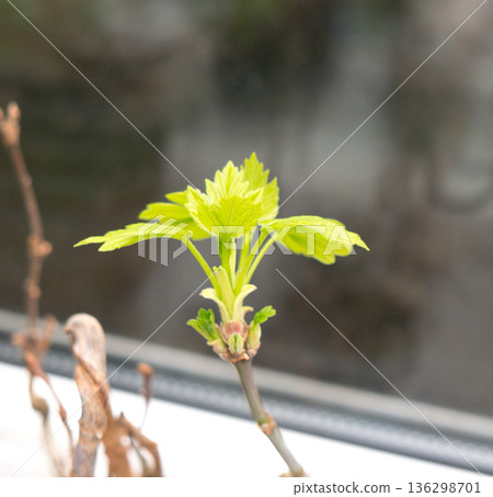 Chestnut Leafs objects and background. Chestnut Leafs objects and background. 136298701