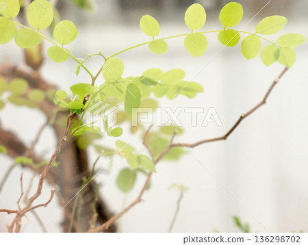 Acacia Leaf background. Acacia Leaf background. 136298702