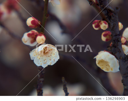 White plum blossoms "Shironamba" bloom beautifully on a sunny February day 136298903