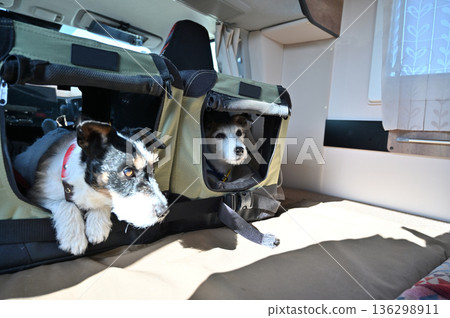 Traveling in a camper van with my beloved dog, Jack Russell Terrier in the drive bed, multiple pet owners Traveling in a camper van with my beloved dog, Jack Russell Terrier in the drive bed, multiple pet owners 136298911