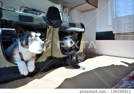 Traveling in a camper van with my beloved dog, Jack Russell Terrier in the drive bed, multiple pet owners 136298912