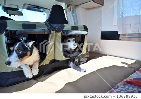 Traveling in a camper van with my beloved dog, Jack Russell Terrier in the drive bed, multiple pet owners 136298913