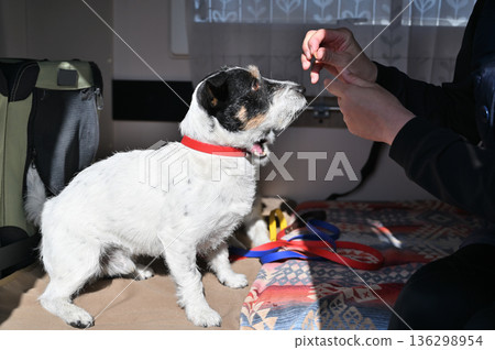 Traveling in a camper van with my beloved dog, Jack Russell Terrier Traveling in a camper van with my beloved dog, Jack Russell Terrier 136298954