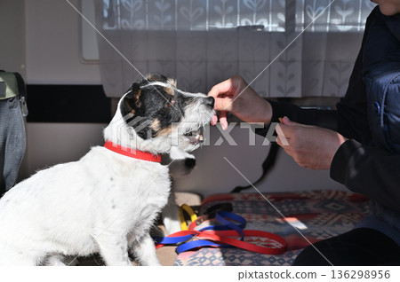 和我心愛的傑克羅素梗犬一起乘坐露營車旅行 和我心愛的傑克羅素梗犬一起乘坐露營車旅行 136298956