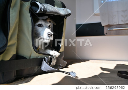 和我心愛的傑克羅素梗犬一起乘坐露營車旅行 和我心愛的傑克羅素梗犬一起乘坐露營車旅行 136298962