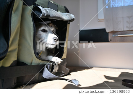 和我心愛的傑克羅素梗犬一起乘坐露營車旅行 和我心愛的傑克羅素梗犬一起乘坐露營車旅行 136298963