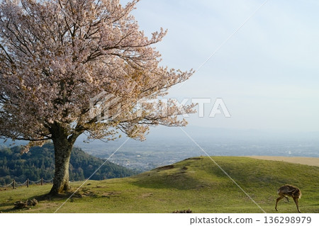 A springtime rural landscape with a single cherry tree in full bloom and deer standing there. A peaceful seasonal scene. 136298979
