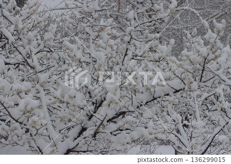<Hiratsuka City General Park> A collaboration of snow and plum blossoms 136299015