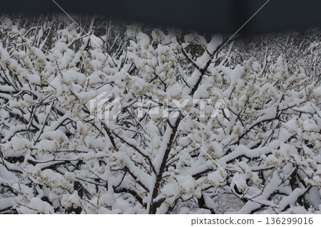 <Hiratsuka City General Park> A collaboration of snow and plum blossoms 136299016