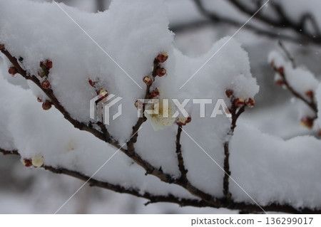 <Hiratsuka City General Park> A collaboration of snow and plum blossoms 136299017