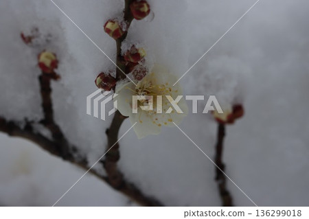 <Hiratsuka City General Park> A collaboration of snow and plum blossoms 136299018