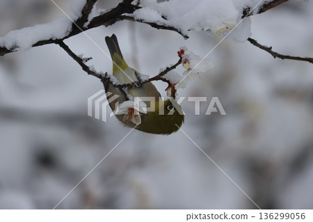 平塚市綜合公園 雪、梅花及繡眼魚的交相輝映 136299056