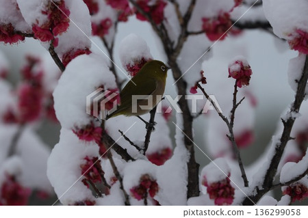 平塚市綜合公園 雪、梅花及繡眼魚的交相輝映 136299058