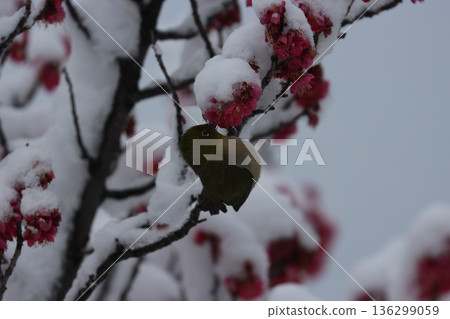 平塚市綜合公園 雪、梅花及繡眼魚的交相輝映 136299059