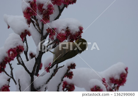 平塚市綜合公園 雪、梅花及繡眼魚的交相輝映 136299060