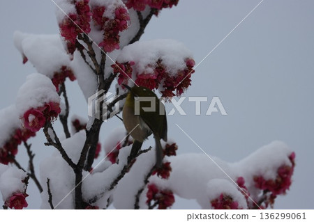 平塚市綜合公園 雪、梅花及繡眼魚的交相輝映 136299061