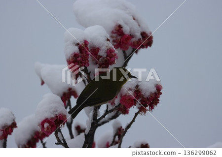 平塚市綜合公園 雪、梅花及繡眼魚的交相輝映 平塚市綜合公園 雪、梅花及繡眼魚的交相輝映 136299062