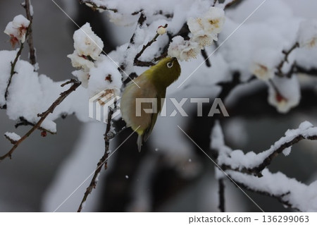 平塚市綜合公園 雪、梅花及繡眼魚的交相輝映 平塚市綜合公園 雪、梅花及繡眼魚的交相輝映 136299063