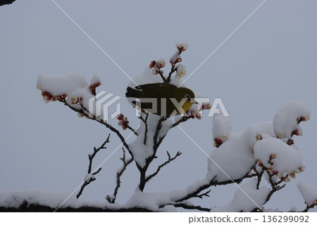 <Hiratsuka City General Park> A collaboration of snow, plum blossoms, and Japanese white-eyes <Hiratsuka City General Park> A collaboration of snow, plum blossoms, and Japanese white-eyes 136299092