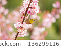 一隻日本繡眼鳥正瞄準櫻花花蜜 136299116